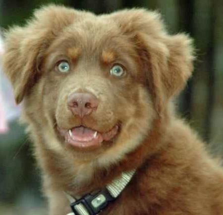 rockin b miniature australian shepherd 190 best awesome aussies images on pinterest animals dog and rockin b miniature australian shepherd 190 best awesome aussies images on pinterest animals dog and