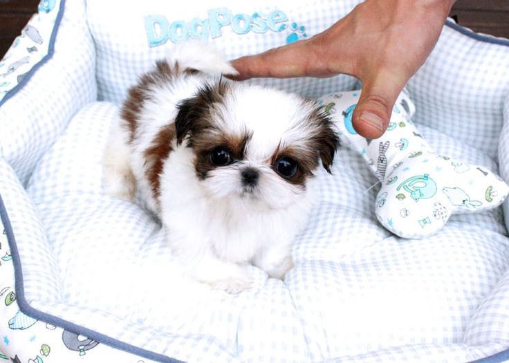 teacup yorkie shih tzu best 25 micro maltese ideas on teacup maltese puppies teacup dogs and teacup yorkie shih tzu best 25 micro maltese ideas on teacup maltese puppies teacup dogs and