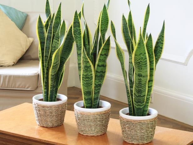 117 Best Plants Images On Pinterest Tropical Gardens Landscaping Easy Indoor Tropicals Sansevieria Trifasciataoffice Without Windowsbathroom