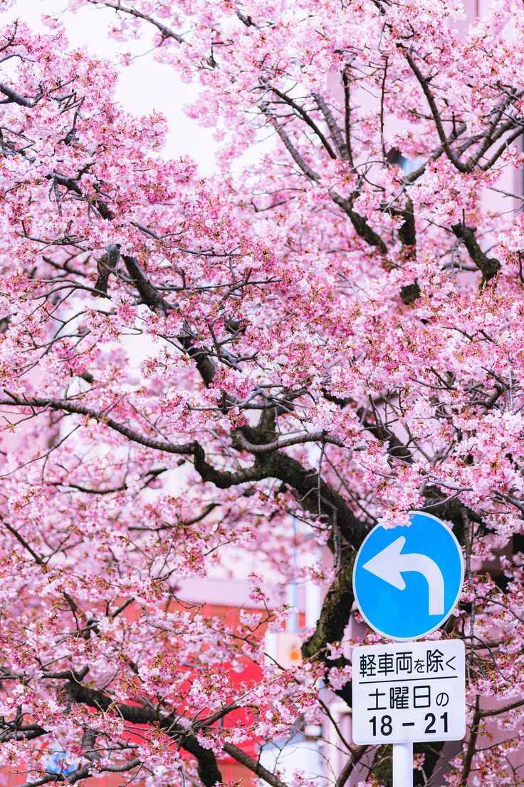 熱海桜 おしゃれまとめの人気アイデア Pinterest Ajishiokun 熱海 熱海桜 おしゃれまとめの人気アイデア Pinterest Ajishiokun 熱海