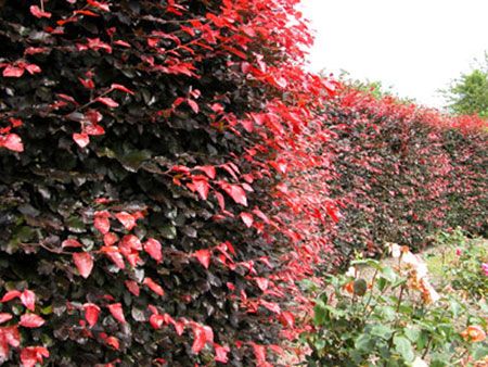 Copper Beech Hedge Kincraig1 Pinterest Hedges And Copper Beech Hedge Kincraig1 Pinterest Hedges And Hedging Plants