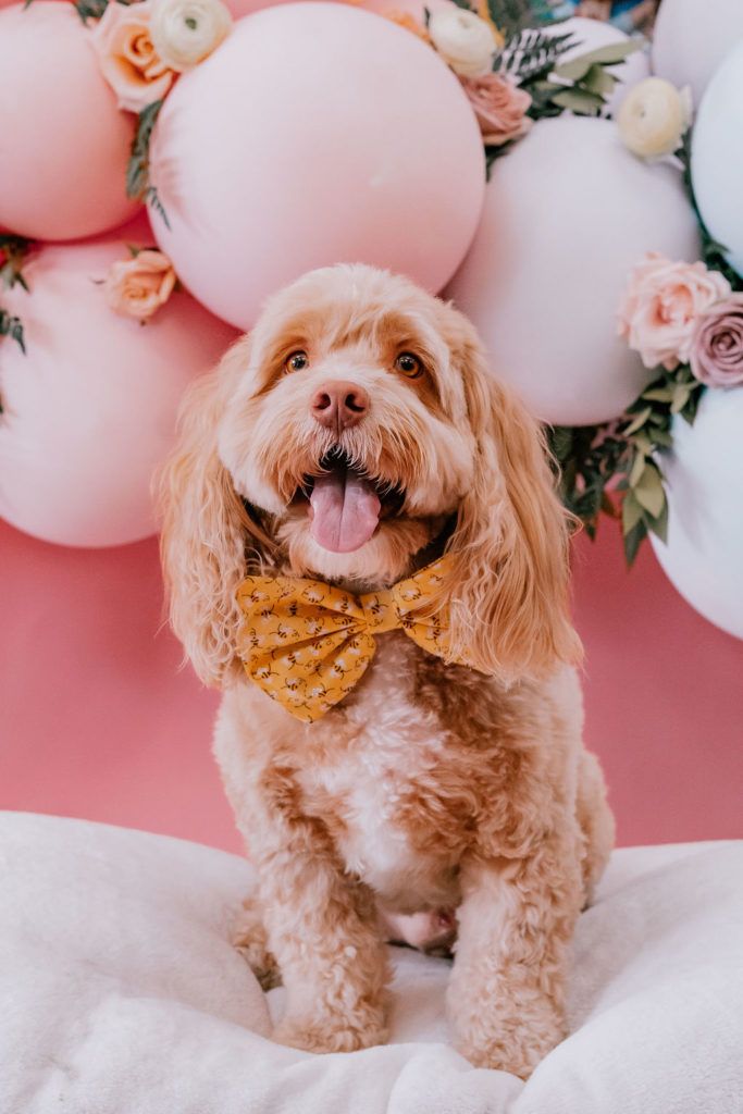 Year of The Dog 10x12 FT Backdrop Photographers,Canine Design with Blooming Flowers and Hearts 2018 Festive Calendar Background for Party Home Decor Outdoorsy Theme Vinyl Shoot Props Multicolor Year of The Dog 10x12 FT Backdrop Photographers,Canine Design with Blooming Flowers and Hearts 2018 Festive Calendar Background for Party Home Decor Outdoorsy Theme Vinyl Shoot Props Multicolor