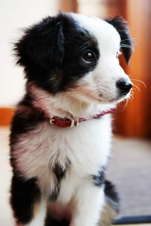 australian shepherd x border collie puppies best 25 border collie ideas on pinterest border collie puppies australian shepherd x border collie puppies best 25 border collie ideas on pinterest border collie puppies