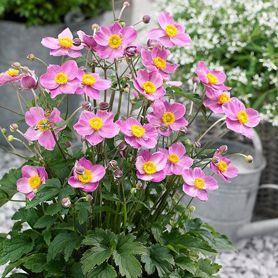 best 20+ sun plants ideas on pinterest | full sun plants, full sun best 20+ sun plants ideas on pinterest | full sun plants, full sun