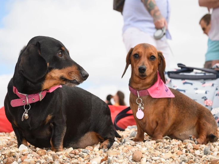 Winnie And Wilma Walking For Charity On Hayling Island Beach