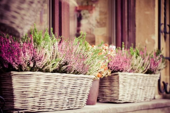 Растение с розовыми цветами. Обои для Андроид бесплатно. Garden types, Trees to