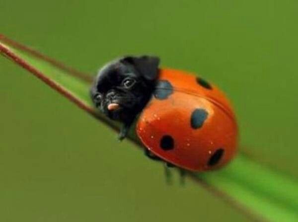 てんとう虫ﾊﾟｸﾞ Pugs Funny Cute Pugs Cute Animals