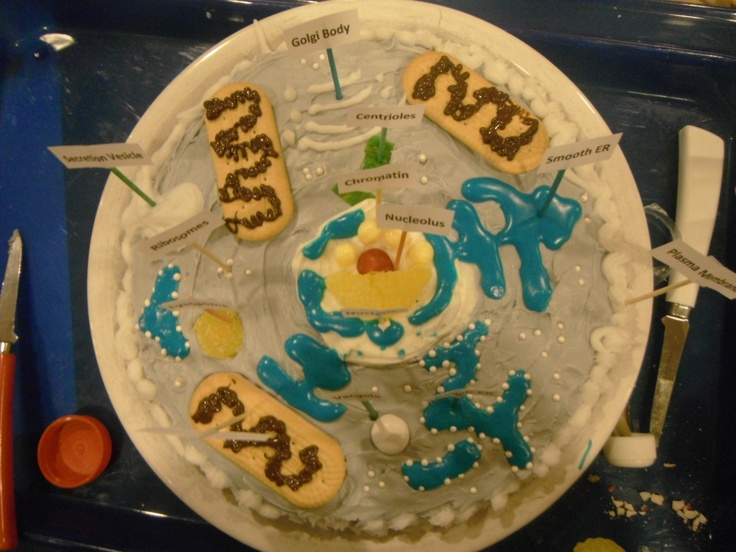 Animal Cell Project Made Out Of Cake Animal Cell Project Made Out Of Cake