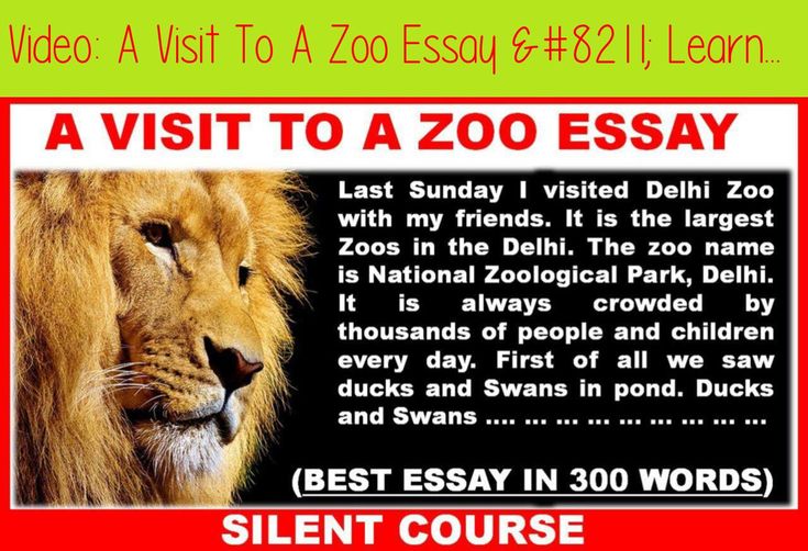 Admission Essay Writing Zoo application essay writing zoo