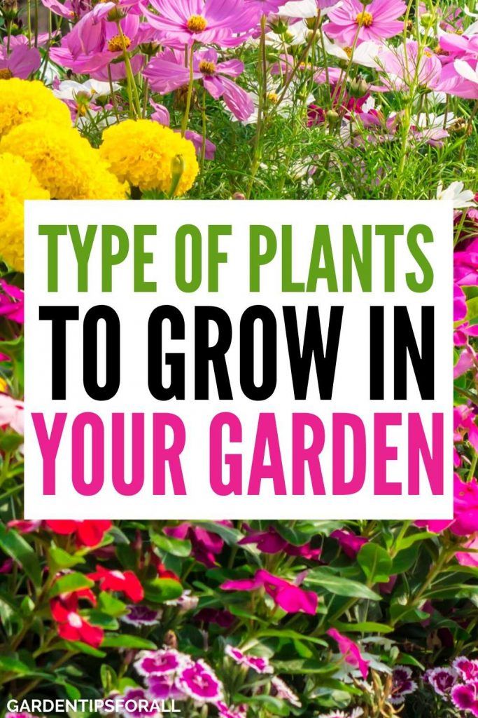 Garden Plants Easy To Grow Garden Plants Easy To Grow