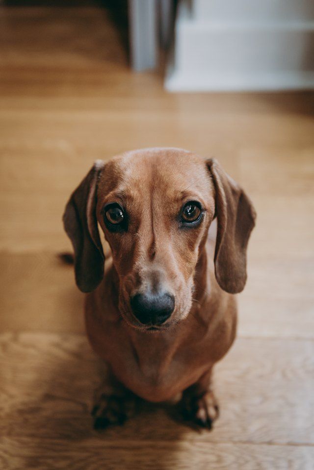 Pin By Carrie Victoria Harris On Cuties In 2020 Dachshund Breed