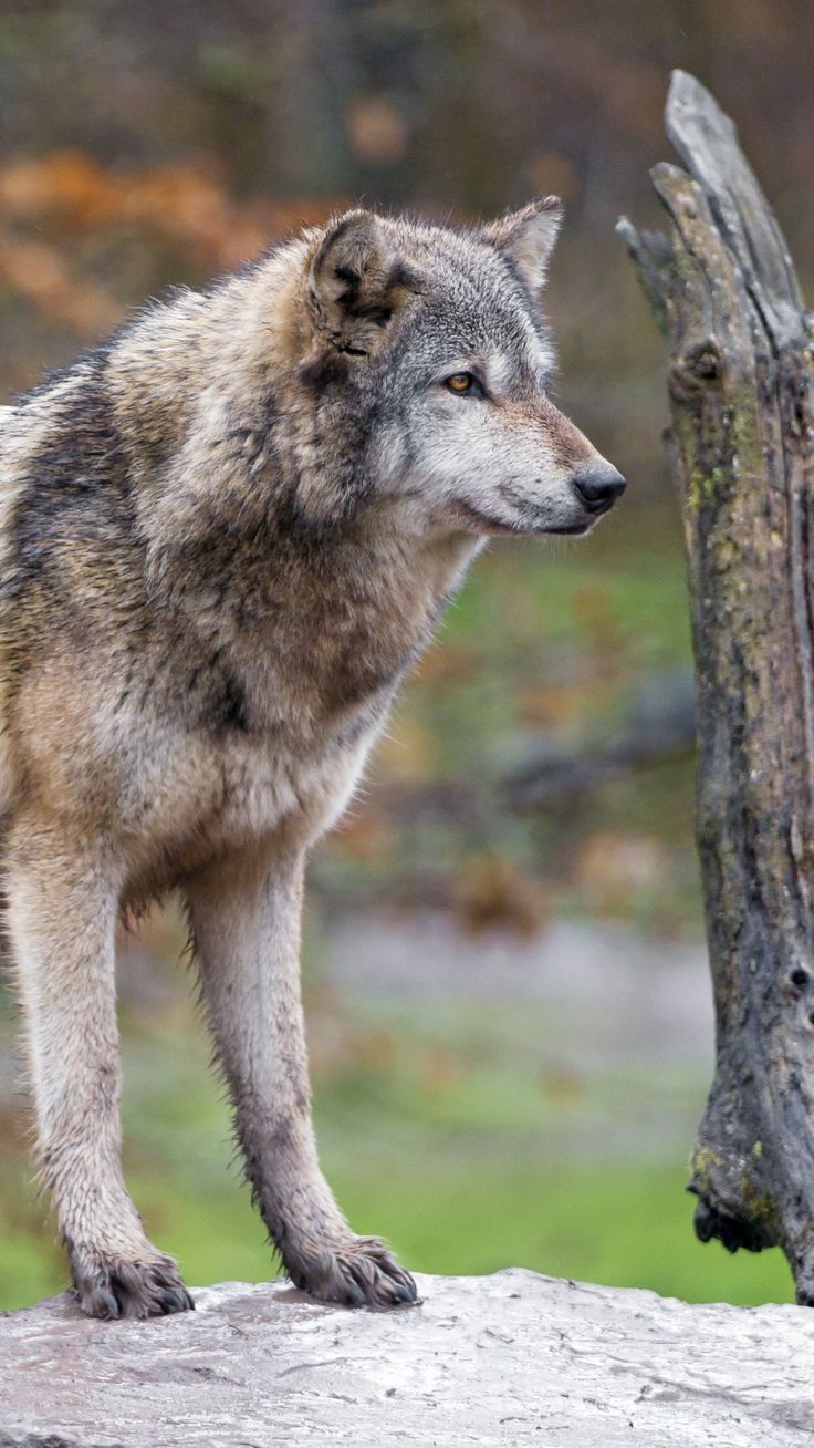 Animal / Wolf (1080x1920) Mobile Wallpaper Animal / Wolf (1080x1920) Mobile Wallpaper Animal / Wolf (1080x1920) Mobile Wallpaper Animal / Wolf (1080x1920) Mobile Wallpaper
