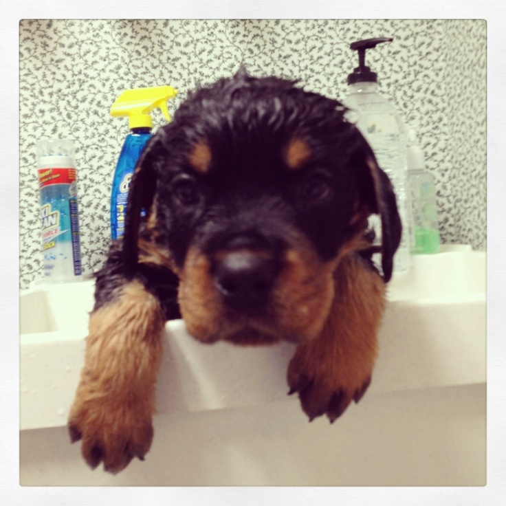 rottweiler tips 1521 best rottweiler images on rottweilers animals and rottweiler puppies rottweiler tips 1521 best rottweiler images on rottweilers animals and rottweiler puppies