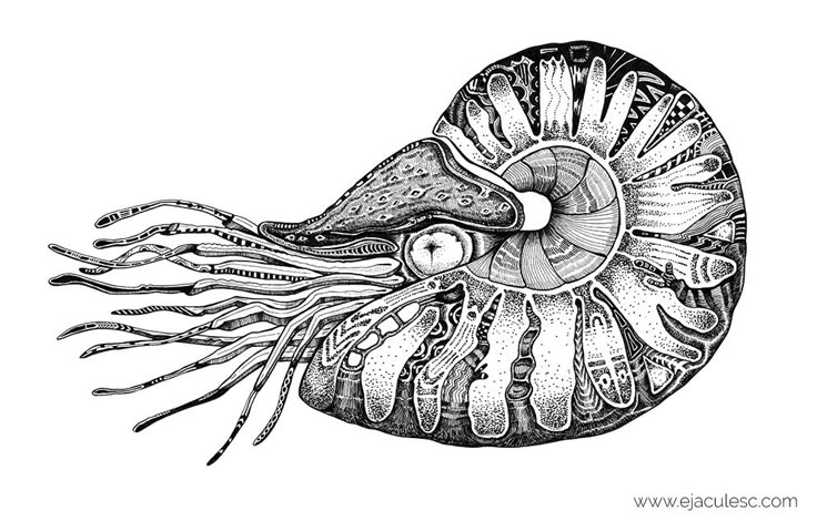 Line Art Nautilus : Best nautilus tattoo ideas on pinterest fibonacci