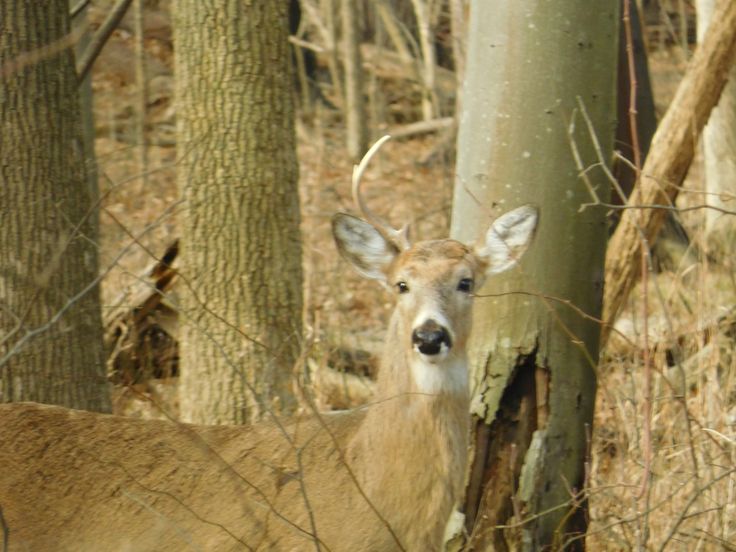 Single horn deer