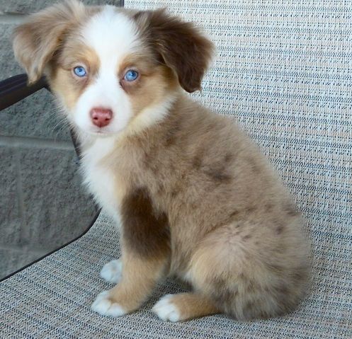 mini australian shepherd 7 months old 25 best mini puppies ideas on pinterest cute puppies cute dogs mini australian shepherd 7 months old 25 best mini puppies ideas on pinterest cute puppies cute dogs
