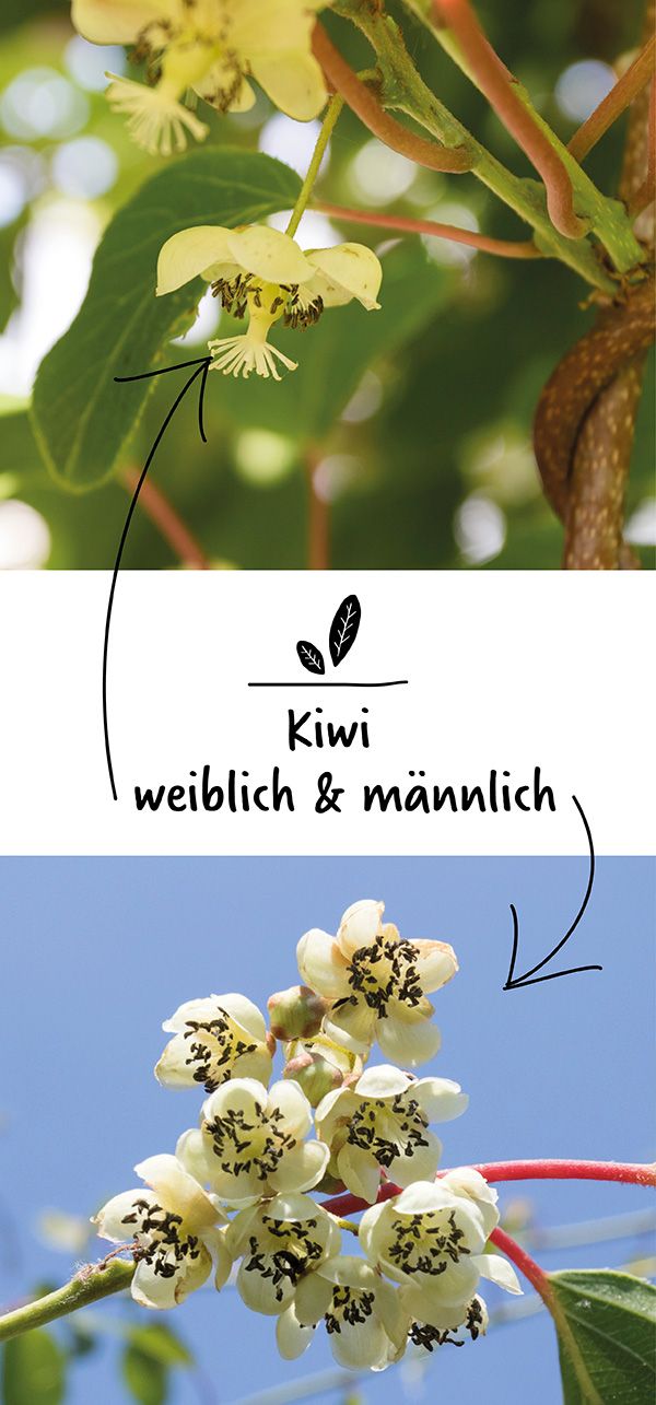Kiwi Geschlecht в 2024 г
