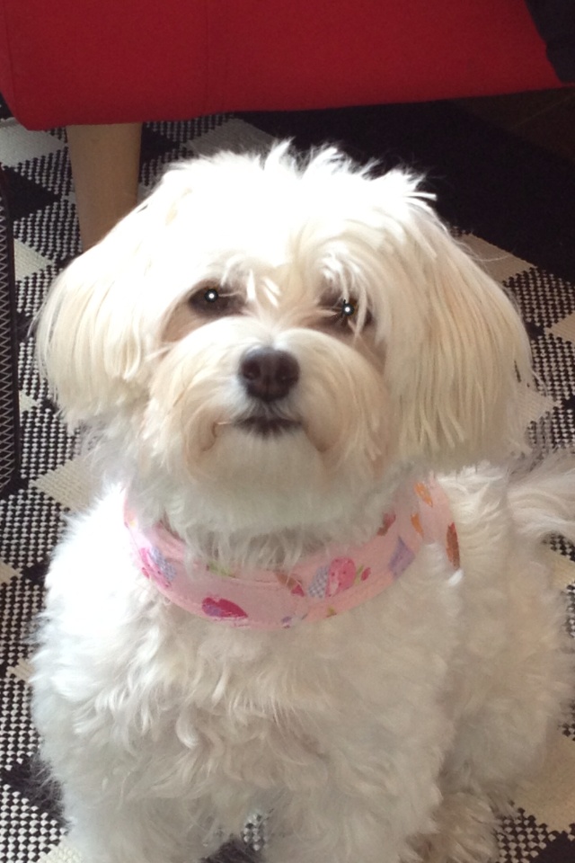 havanese grooming cuts havanese puppy cut grooming dogs 15 best havanese dogs images on animals havanese grooming cuts havanese puppy cut grooming dogs 15 best havanese dogs images on animals