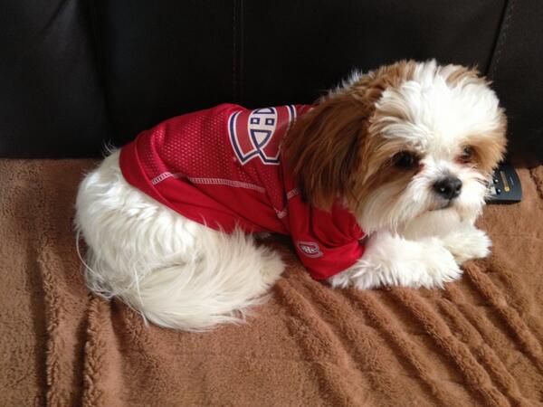shih tzu montreal 79 best animaux tricolore habs pets images on animaux field hockey and shih tzu montreal 79 best animaux tricolore habs pets images on animaux field hockey and