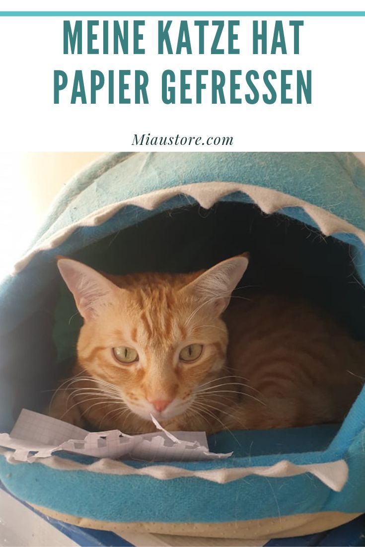 Katze Hat Bauchschmerzen Was Tun information online