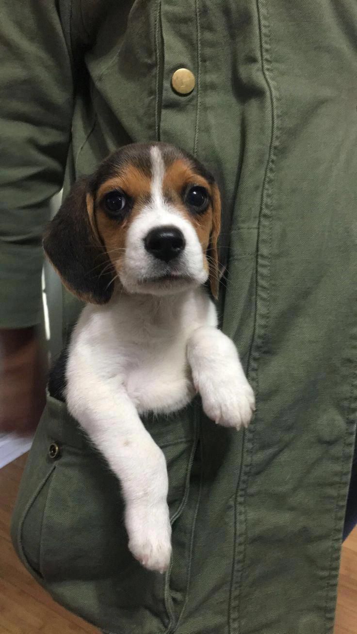Everything About The Curious Beagle Puppies Grooming Beaglebaby