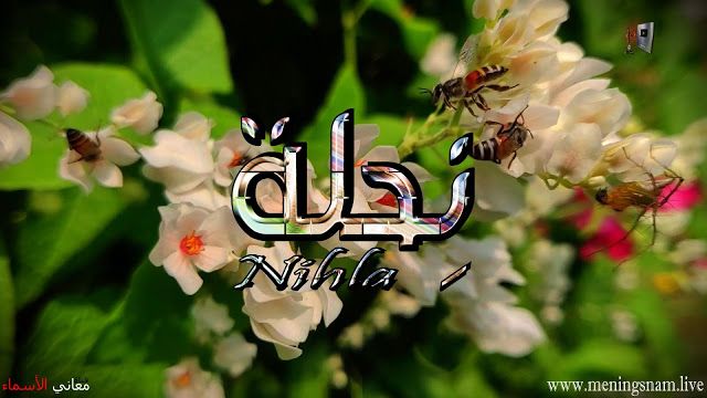 معنى اسم نحلة وصفات حاملة هذا الاسم Nihla Plants