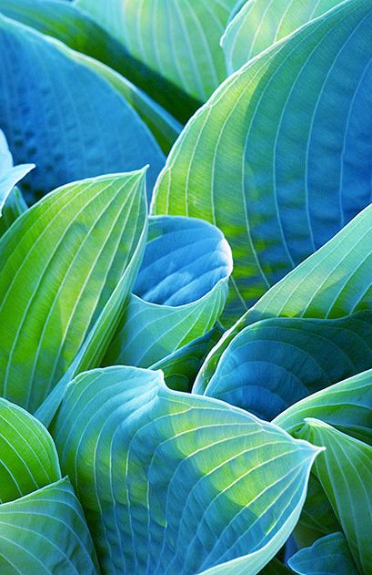 blue and gree