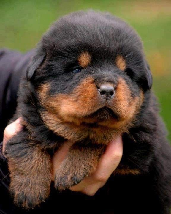 Pin By Delmon Furniture On Cute Puppies Dog Training Dogs Cute