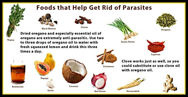 How To Get Rid Of Tapeworms In A Cat Naturally How To Get Rid Of Tapeworms In A Cat Naturally