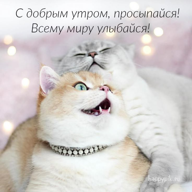 Картинки доброе утро котеночек мой, картинки для сестры