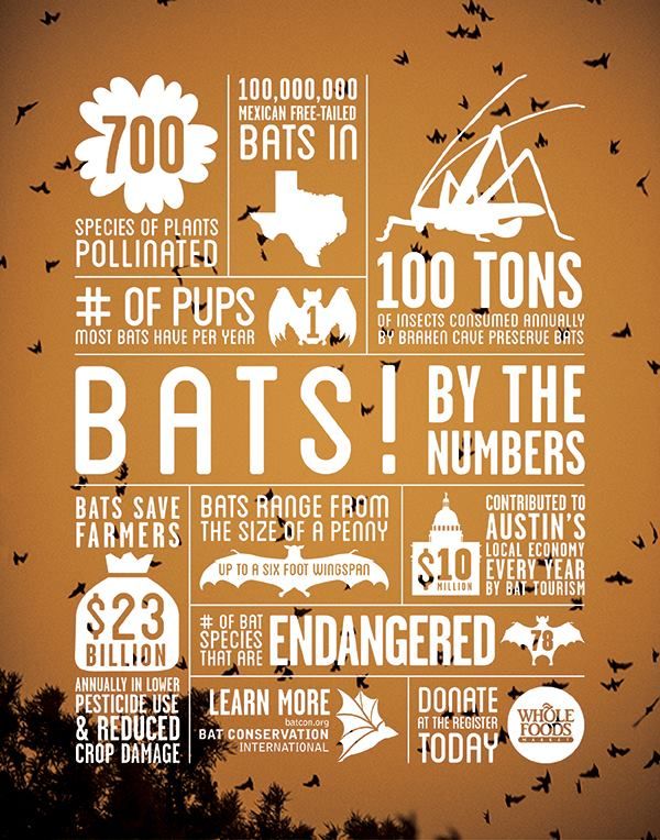 35 best Bats images on Pinterest Stellaluna, Bats and Kid halloween