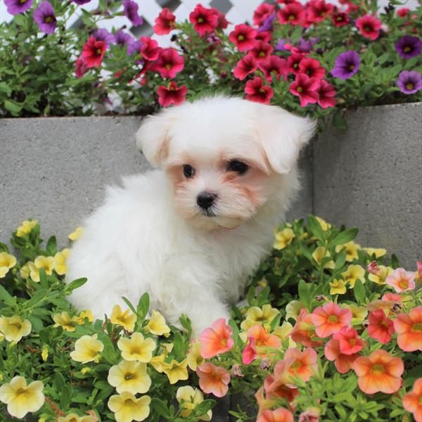 Maltese Puppies Puppies For Sale At Breeders Club Puppies For