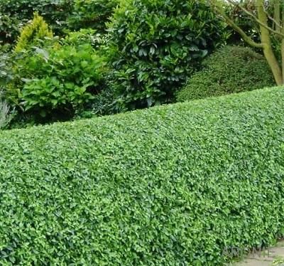Die besten 25+ Ligusterhecke kaufen Ideen auf Pinterest - heckenpflanzen Die besten 25+ Ligusterhecke kaufen Ideen auf Pinterest - heckenpflanzen