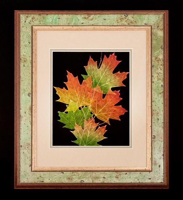 framed maple leaf framed maple leaf