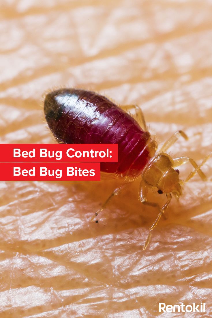 identifying bed bug bites best 25 identifying bug bites ideas on pinterest insect identifying bed bug bites best 25 identifying bug bites ideas on pinterest insect