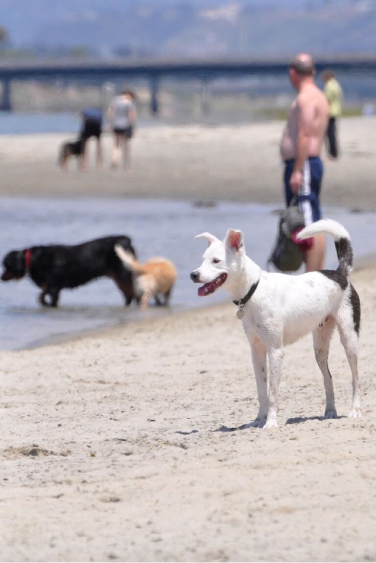 Best Place To Adopt A Dog In San Diego Best Place To Adopt A Dog In San Diego