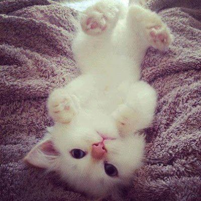 Imágenes de Gatos - Vol.6 (20 Fotos) #facebook_cover #portada_facebook