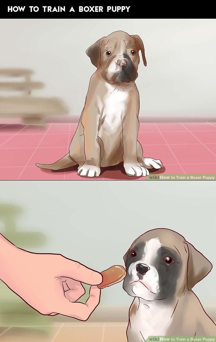How To Train A Boxer Puppy Boxer Puppies Boxer Dogs Boxer