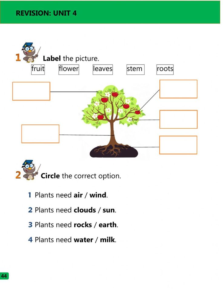What Plants Need And Parts Of The Plant Interactive Worksheet what-plants-need-and-parts-of-the-plant-interactive-worksheet