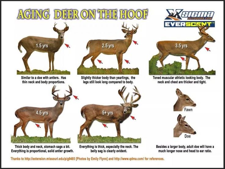 87 best food plots images on pinterest deer hunting aging deer on the hoof chart