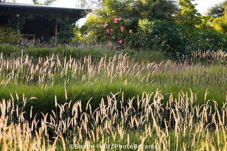 meadow garden drought tolerant front yard lawn substitute using flowering ornamental fountain grass pennisetum fairy tails in santa barbara calif - Garden Design Using Grasses meadow garden drought tolerant front yard lawn substitute using flowering ornamental fountain grass pennisetum fairy tails in santa barbara calif - Garden Design Using Grasses