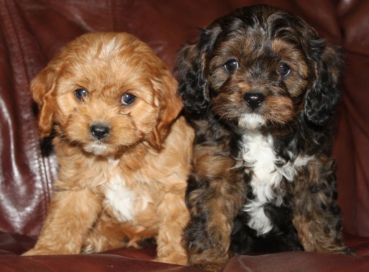 Cavoodle puppies casino