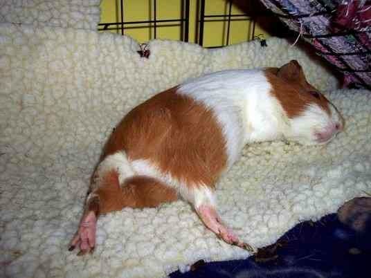 Guinea Pig Bedding - Fleece Bedding For Guinea Pigs Pets At Home Guinea Pig Bedding - Fleece Bedding For Guinea Pigs Pets At Home