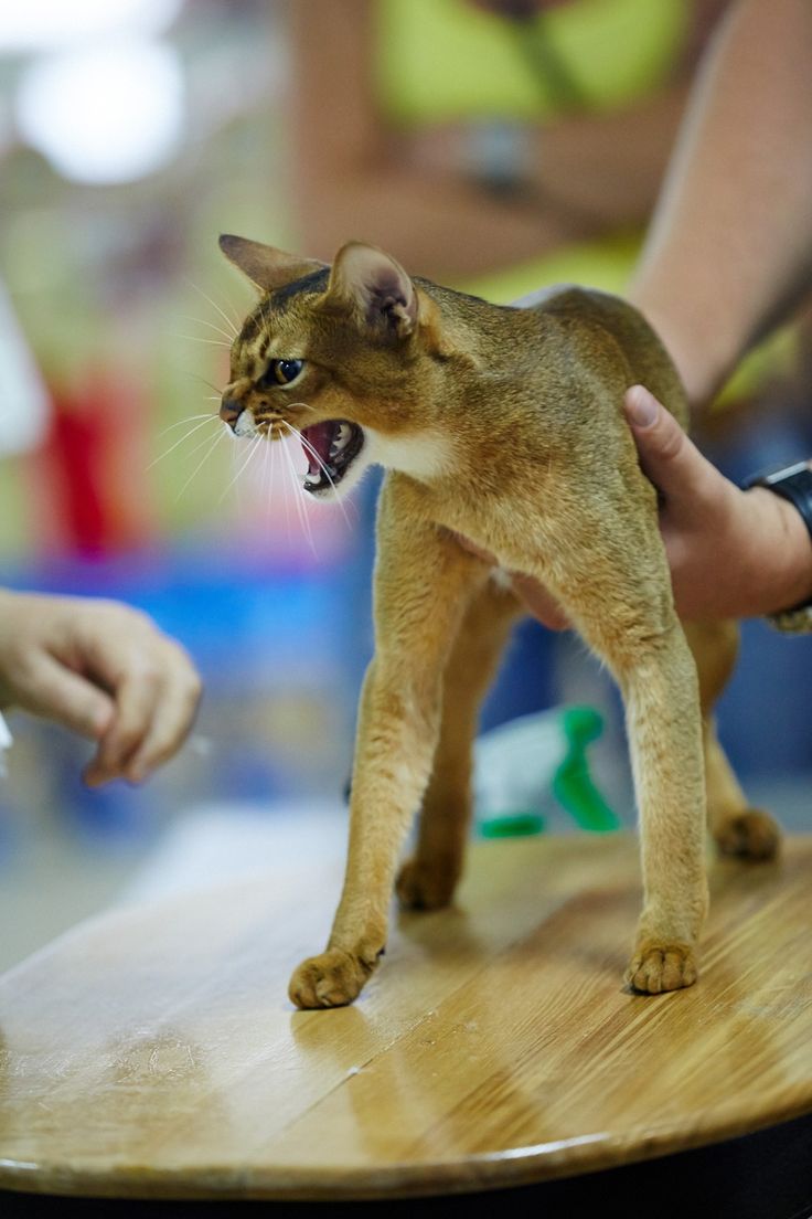 451 best Felinity - Abyssinians & Wild Cats images on Pinterest ... 451 best Felinity - Abyssinians & Wild Cats images on Pinterest ...