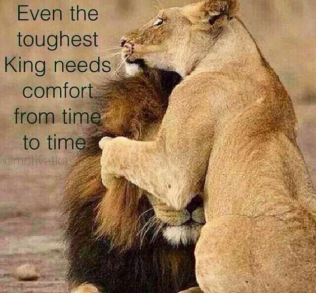 lioness quotes lioness quotes