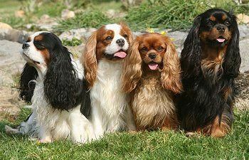 Cavalier King Charles Spaniel Graceful And Affectionate With Cavalier King Charles Spaniel
