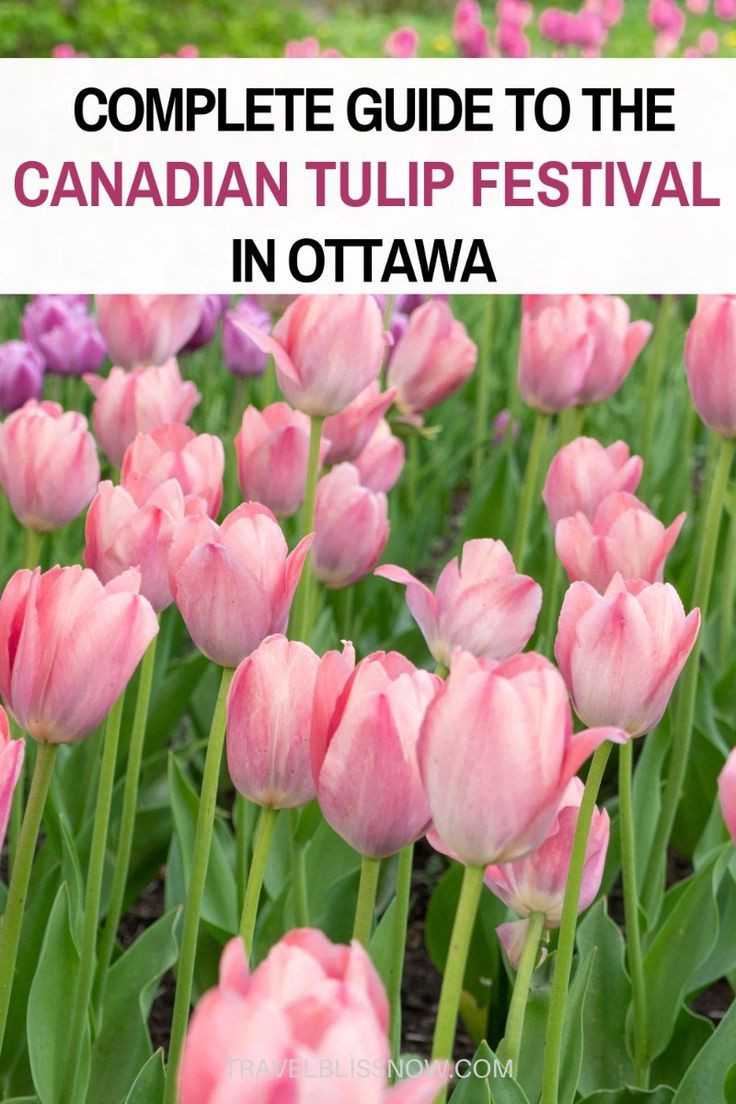 The Canadian Tulip Festival in Ottawa A 2024 Guide in 2024 Canada
