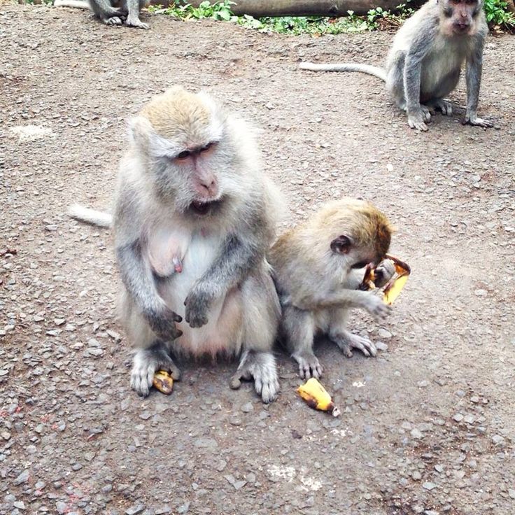 monkeys in Bali | Fall vacations, Bali, Animals