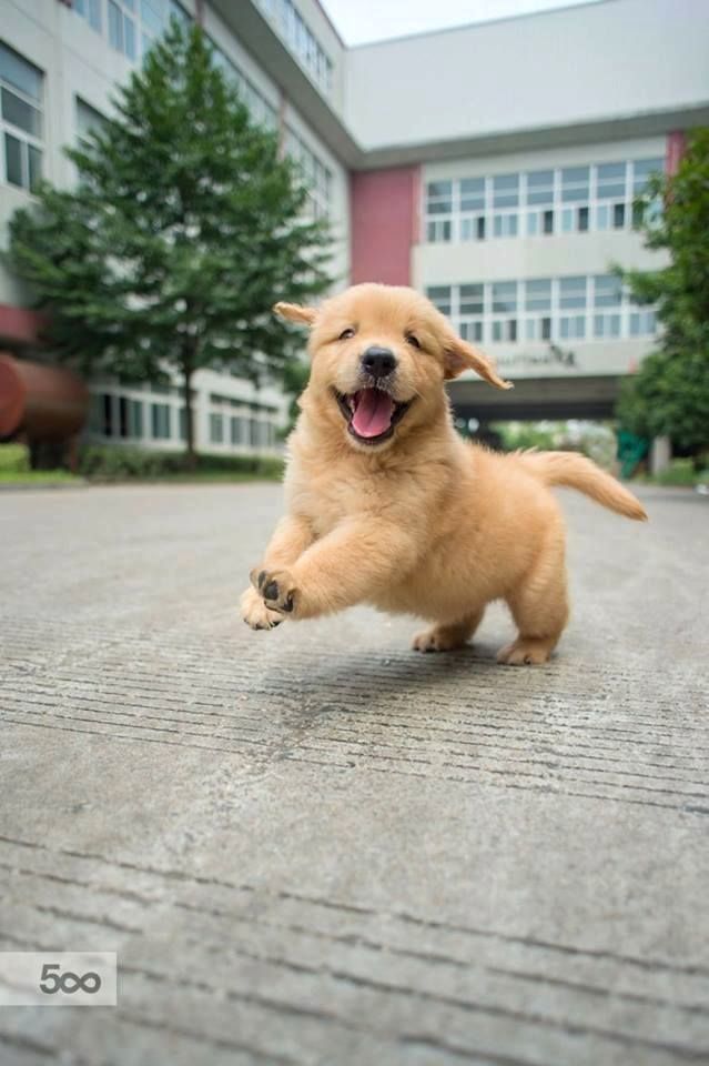 Golden Retriever Puppy Soooo Happy Goldenretriever