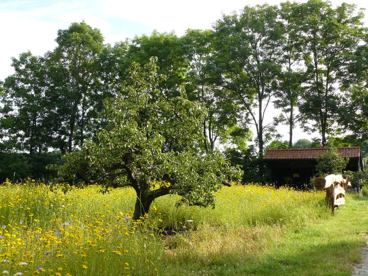 welke fruitboom in de tuin 25 beste idee 235 n over fruitboom tuin op pinterest welke fruitboom in de tuin 25 beste idee 235 n over fruitboom tuin op pinterest